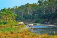 hotels-in-sauraha-chitwan